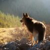 忠犬サーブという盲導犬の物語のあらすじや経歴について